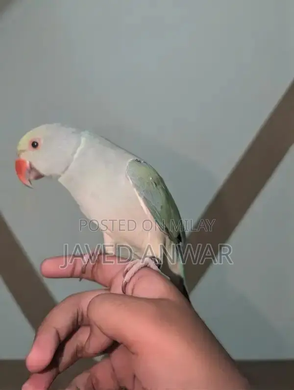 Torquoise Blue Cat with White Neck and Tail