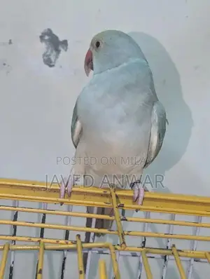 Torquoise Blue Cat with White Neck and Tail