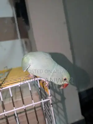 Torquoise Blue Cat with White Neck and Tail