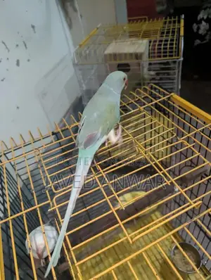 Torquoise Blue Cat with White Neck and Tail