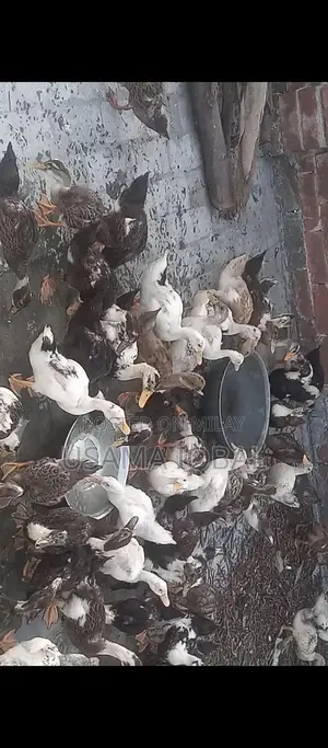 Dase Ducks and Chicks for Sale