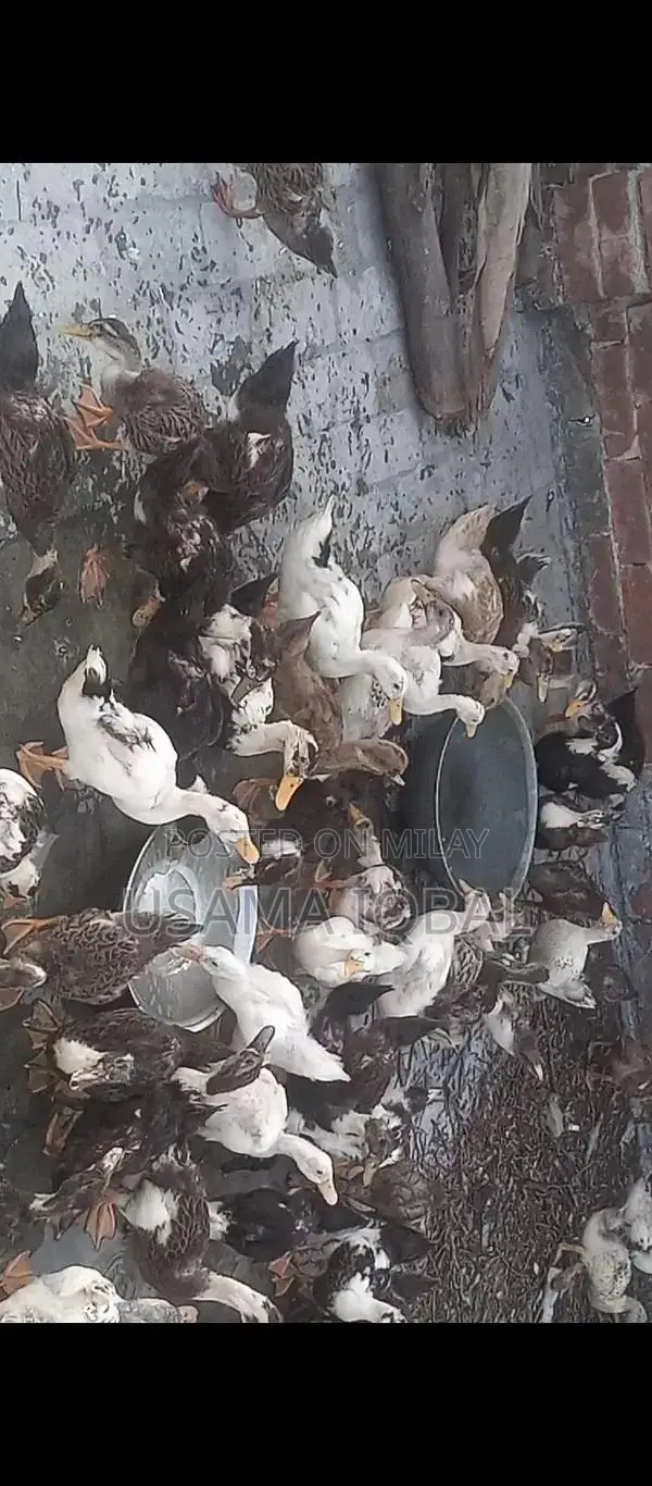 Dase Ducks and Chicks for Sale