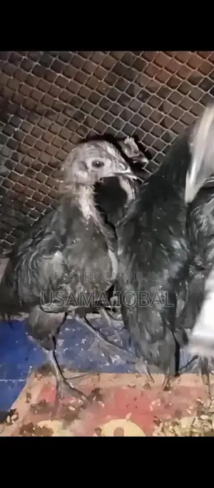 Dase Ducks and Chicks for Sale