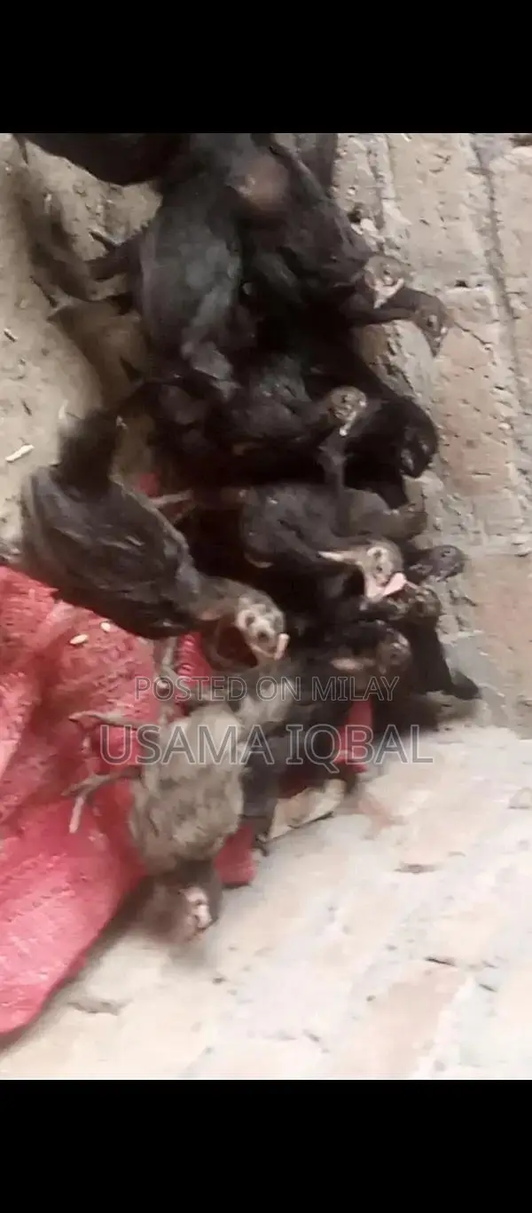 Dase Ducks and Chicks for Sale