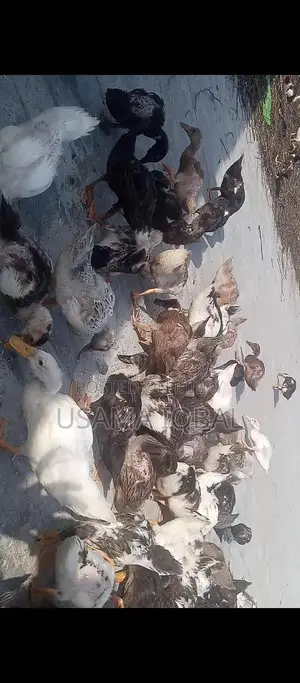 Dase Ducks and Chicks for Sale