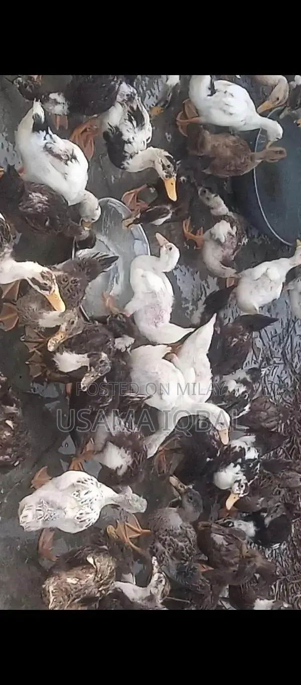 Dase Ducks and Chicks for Sale
