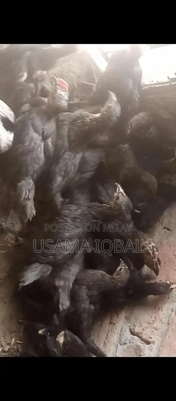 Dase Ducks and Chicks for Sale