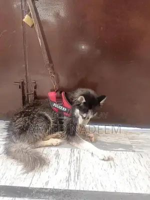 Photo - Female Husky Dog - Family-Friendly Companion