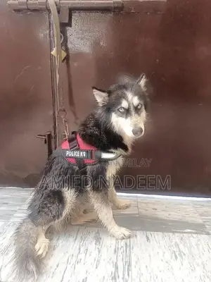 Female Husky Dog - Family-Friendly Companion