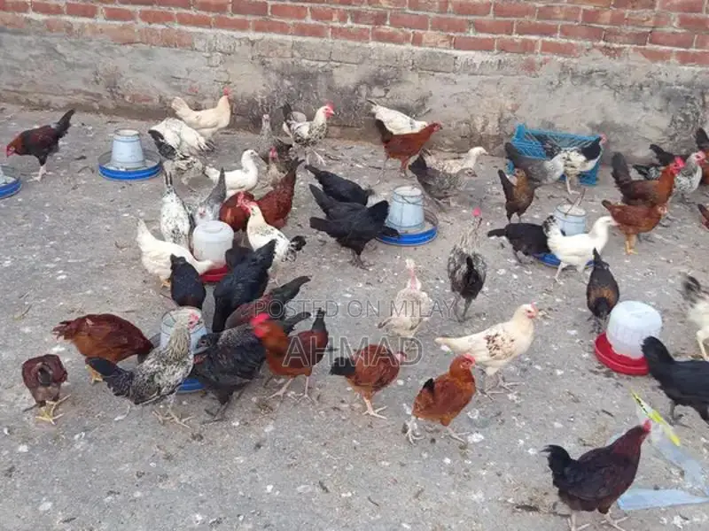 Desi Golden Murgi - High-Laying Egg Chicken Breed