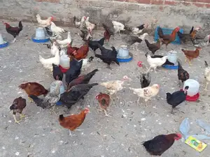 Desi Golden Murgi - High-Laying Egg Chicken Breed