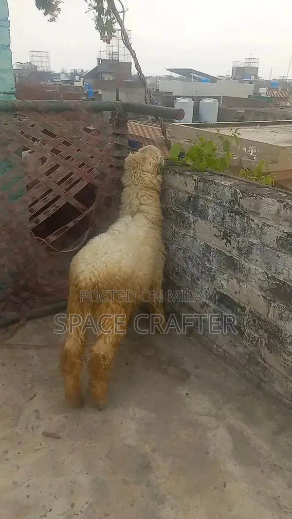 Healthy Female Sheep - Strong and Active Breeding Stock