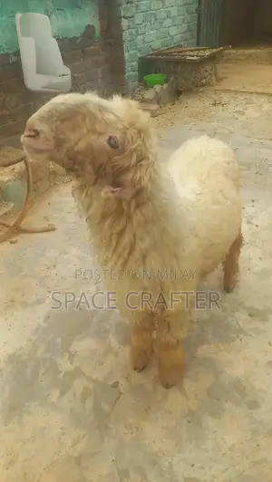 Healthy Female Sheep - Strong and Active Breeding Stock