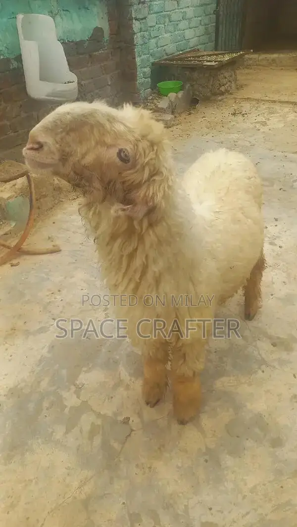 Healthy Female Sheep - Strong and Active Breeding Stock