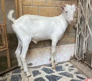 Healthy Male Goats - Young White and Brown Breeds