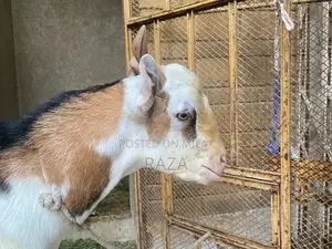 Healthy Male Goats - Young White and Brown Breeds