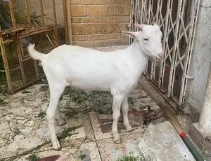 Healthy Male Goats - Young White and Brown Breeds