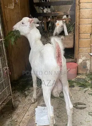 Healthy Male Goats - Young White and Brown Breeds