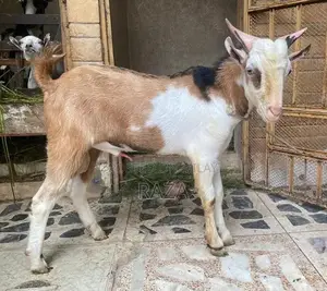 Healthy Male Goats - Young White and Brown Breeds
