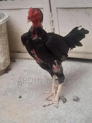 Aseel Pure Ker Fabric - Premium Quality Traditional Textile