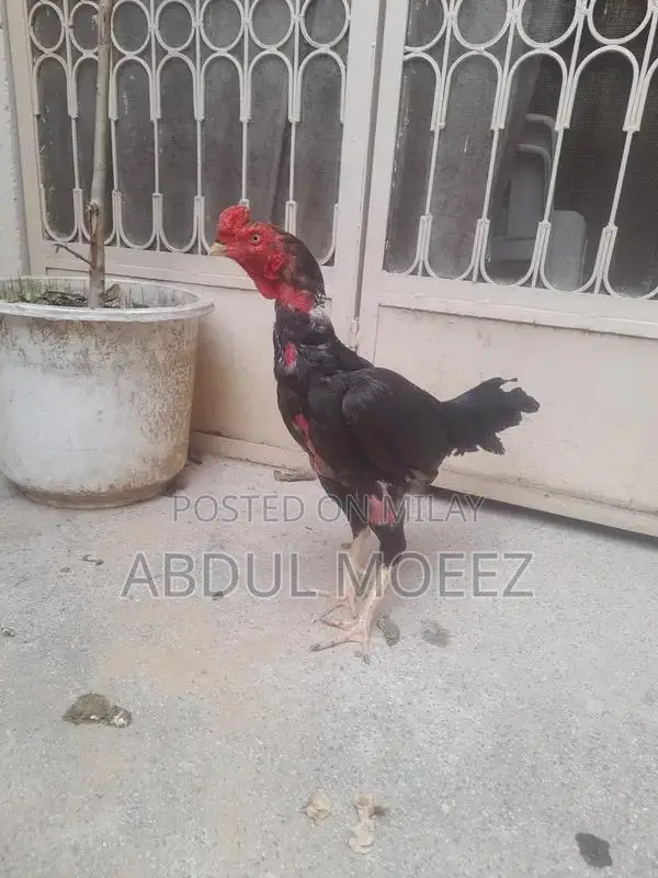 Aseel Pure Ker Fabric - Premium Quality Traditional Textile