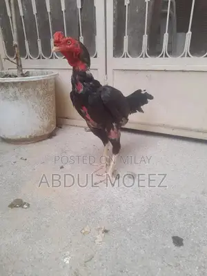 Aseel Pure Ker Fabric - Premium Quality Traditional Textile