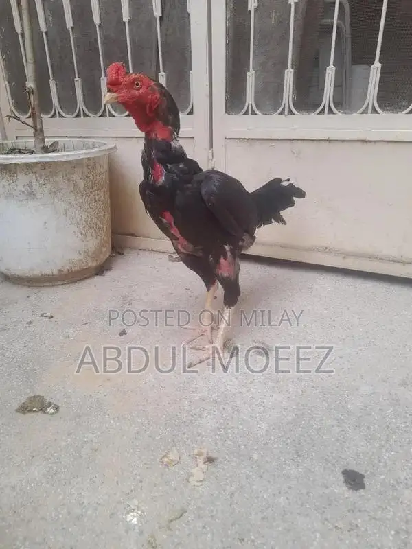 Aseel Pure Ker Fabric - Premium Quality Traditional Textile