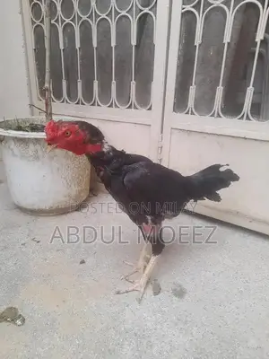 Aseel Pure Ker Fabric - Premium Quality Traditional Textile