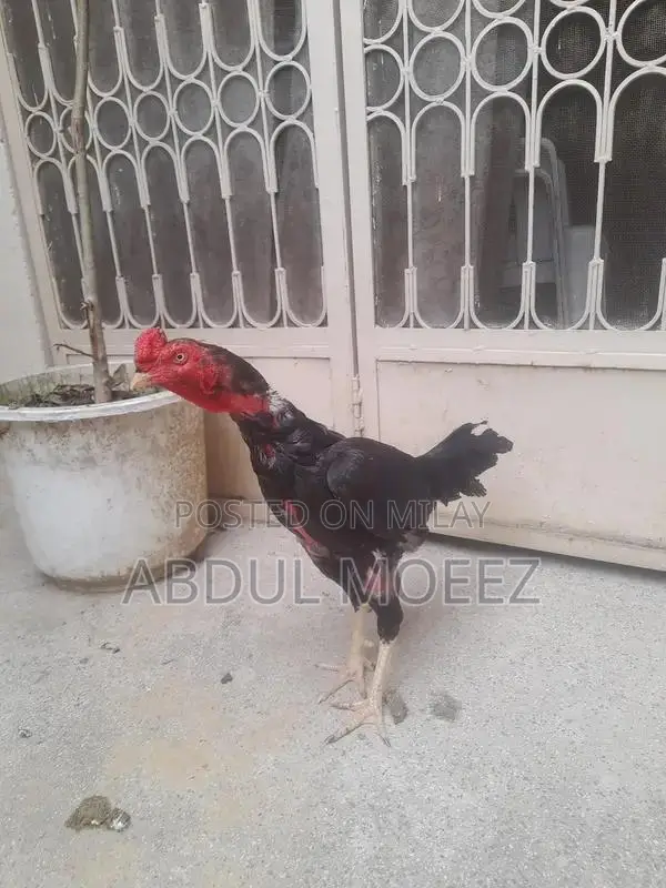 Aseel Pure Ker Fabric - Premium Quality Traditional Textile