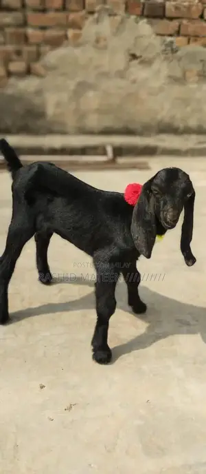 Healthy Black Beetal Female Goat Kid - Young and Active