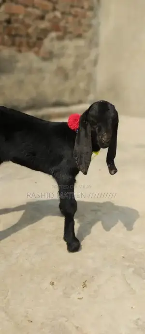 Healthy Black Beetal Female Goat Kid - Young and Active