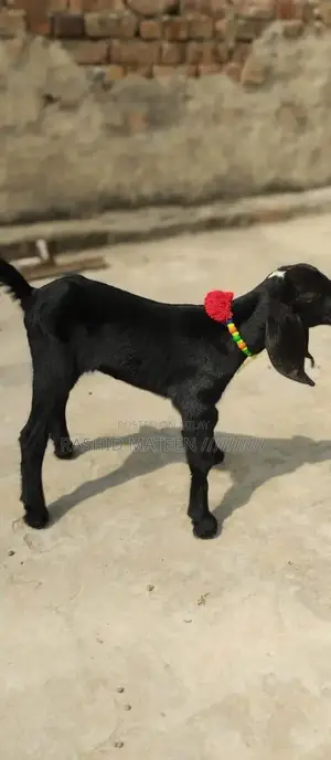 Healthy Black Beetal Female Goat Kid - Young and Active