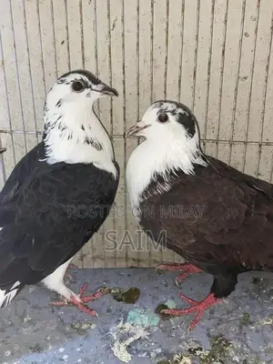 Fancy Pigeon Breeding Bird - Healthy Kabootar Pair
