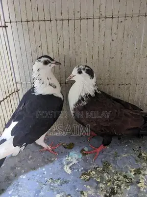 Fancy Pigeon Breeding Bird - Healthy Kabootar Pair