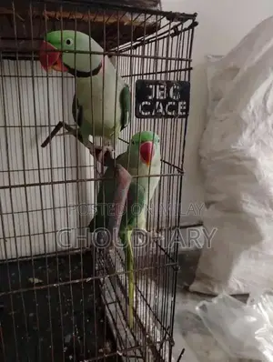 Photo - Speaking Parrots for Sale - Breeder Pair Available
