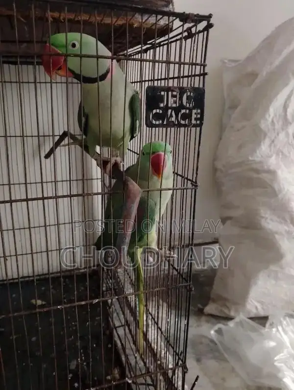 Speaking Parrots for Sale - Breeder Pair Available
