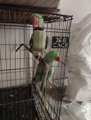 Speaking Parrots for Sale - Breeder Pair Available