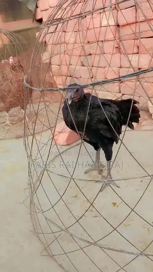 Aseeal Female Dragon Figurine - Detailed Fantasy Collectible