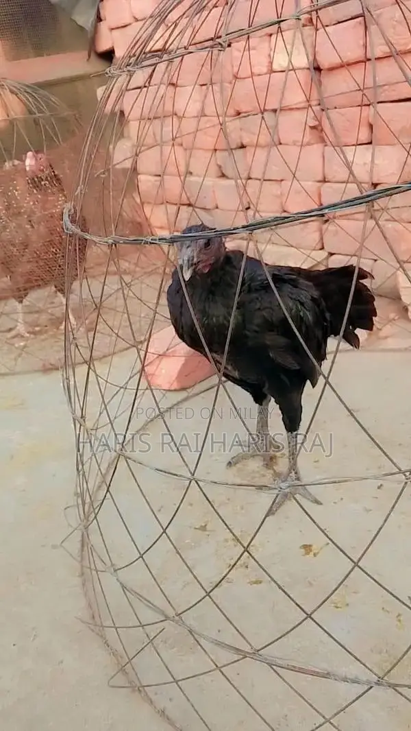 Aseeal Female Dragon Figurine - Detailed Fantasy Collectible