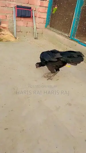 Aseeal Female Dragon Figurine - Detailed Fantasy Collectible