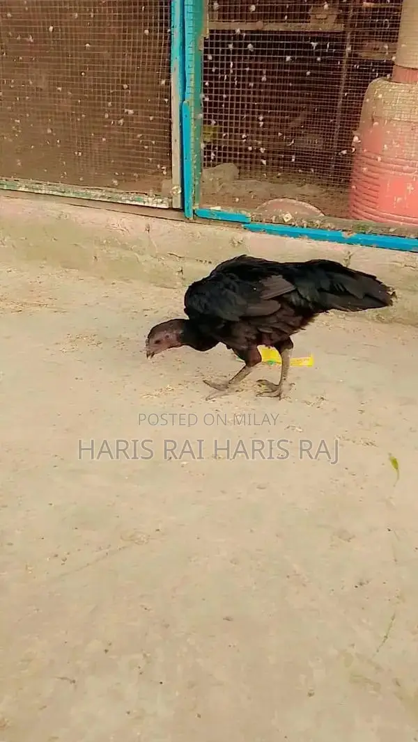 Aseeal Female Dragon Figurine - Detailed Fantasy Collectible