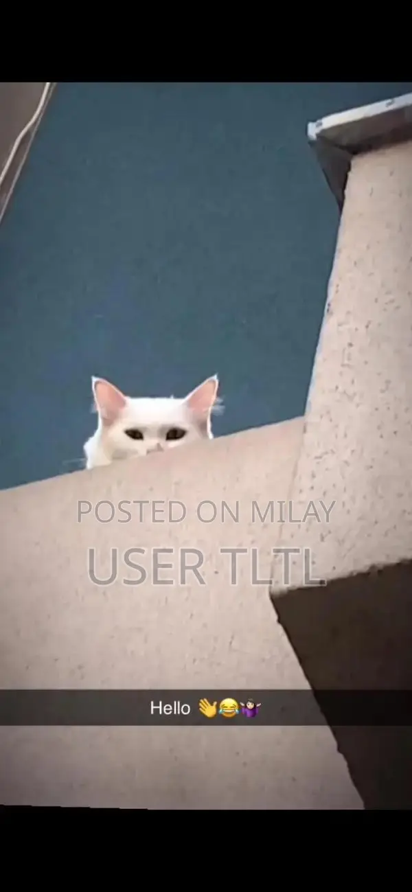 Persian Cat - Beautiful Purebred Feline Companion