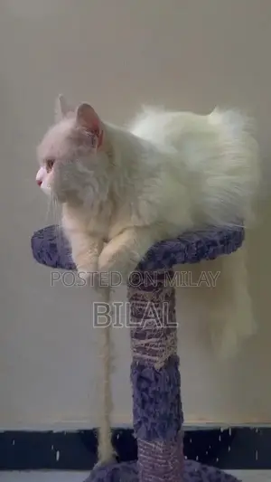 Photo - Persian Female Adult Cat - Litter Trained, Playful Companion