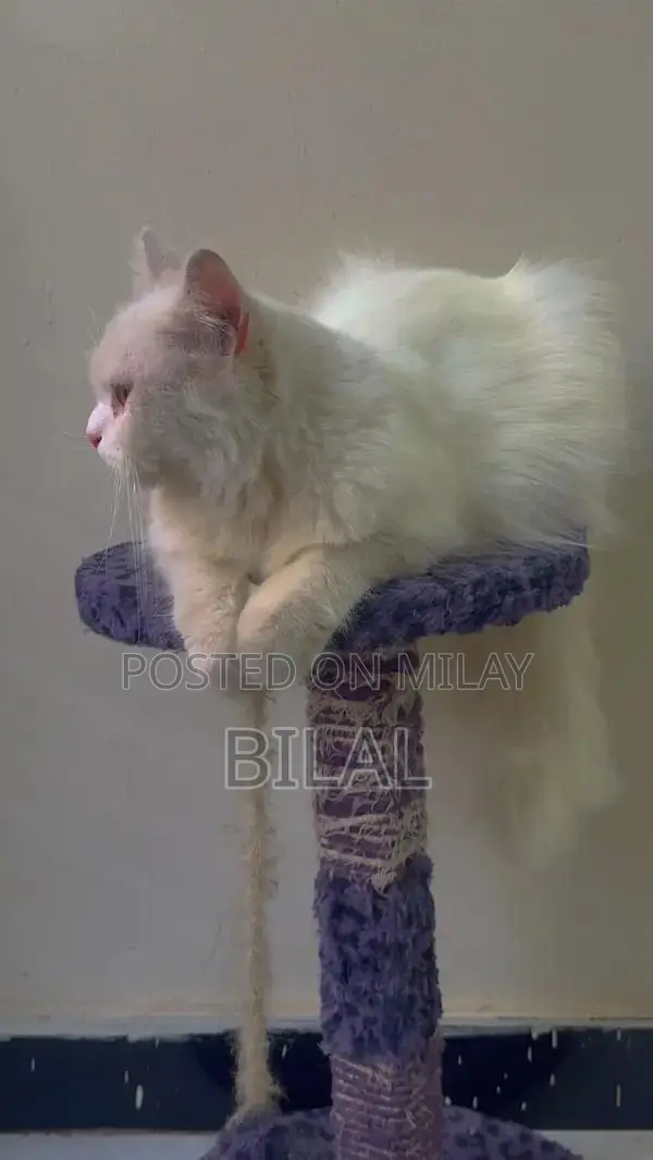 Persian Female Adult Cat - Litter Trained, Playful Companion