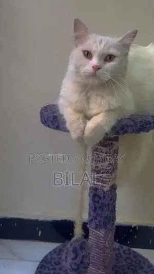 Persian Female Adult Cat - Litter Trained, Playful Companion