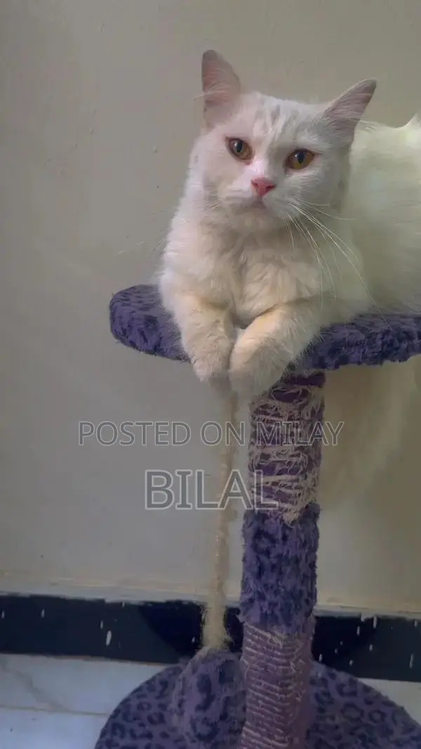 Persian Female Adult Cat - Litter Trained, Playful Companion