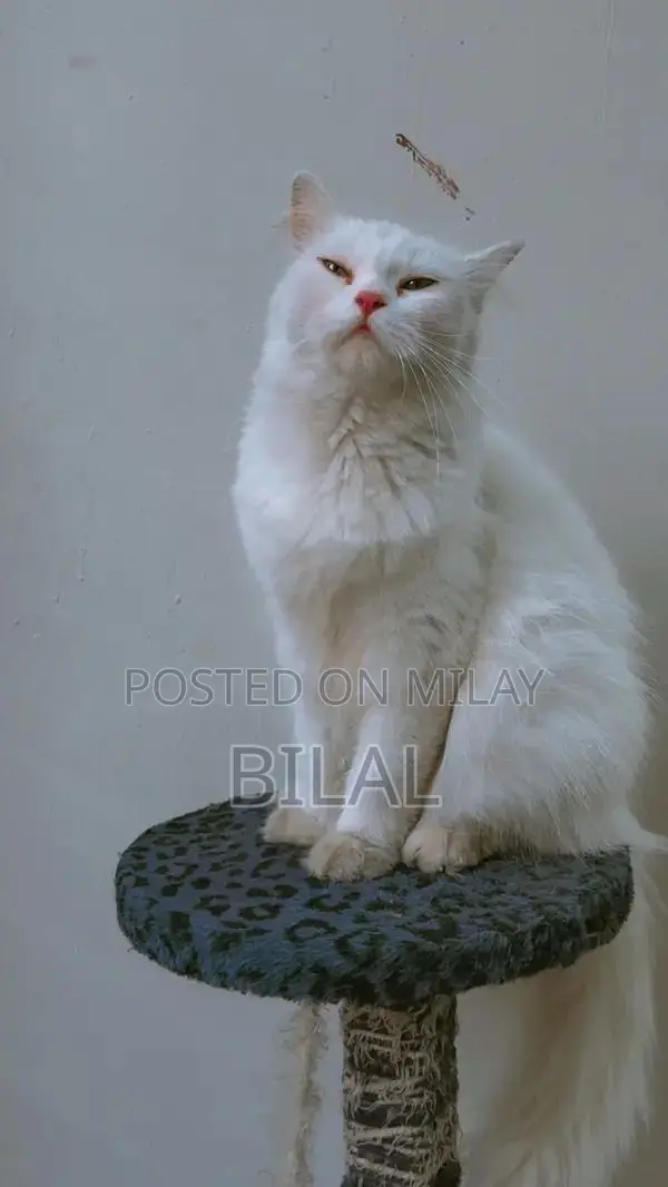 Persian Female Adult Cat - Litter Trained, Playful Companion