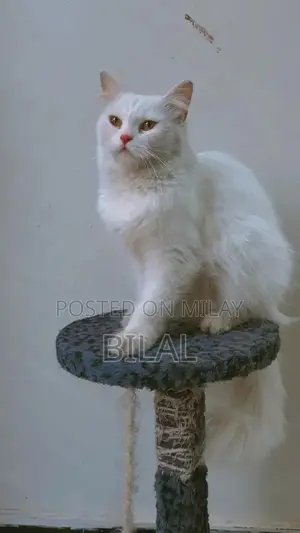 Persian Female Adult Cat - Litter Trained, Playful Companion