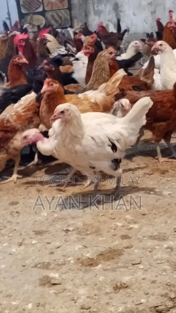 Golden Misri Hen - 5-Month-Old Quality Poultry Bird