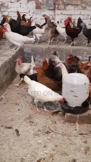 Golden Misri Hen - 5-Month-Old Quality Poultry Bird